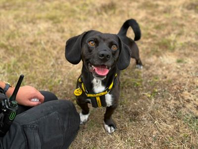 Cody, a 2 years old male Dachshund X Terrier available for adoption from Dogs Trust in Kent