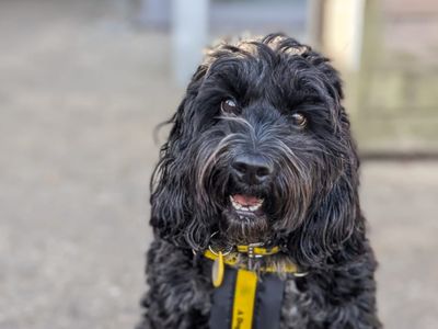 Rupert Bear, a 7 years old male Poodle X Cocker Spaniel available for adoption from Dogs Trust in Essex