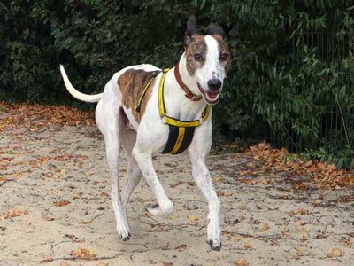 Ravioli, a 5 years old male Lurcher available for adoption from Dogs Trust in Greater London