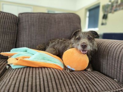 Xaden, a 9 years old male Patterdale Terrier available for adoption from Dogs Trust in West Midlands