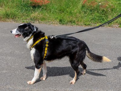 Beth, a 7 years old female Collie available for adoption from Dogs Trust in West Midlands
