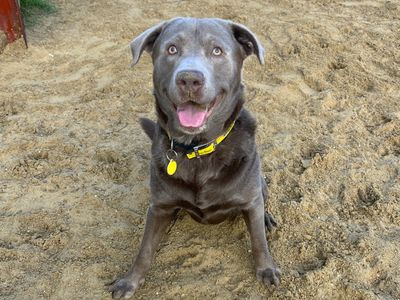 Thor, a 4 years old male Weimaraner X available for adoption from Dogs Trust in Kent