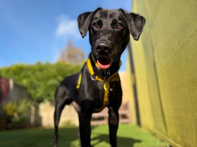 Benji, a 11 years old male Labrador X available for adoption from Dogs Trust in Scotland