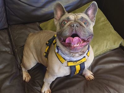 Balou, a 5 years old female French Bulldog available for adoption from Dogs Trust in Greater London