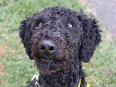Charlie, a 1 year old male Poodle available for adoption from Dogs Trust in Greater London