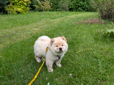 Luffy, a 1 year old male Chow Chow available for adoption from Dogs Trust in Wiltshire