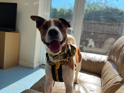 Acorn, a 2 years old male Jack Russell Terrier available for adoption from Dogs Trust in Leicestershire