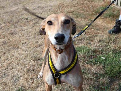 Dolly, a 4 years old female Lurcher available for adoption from Dogs Trust in Greater London