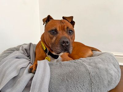 Yumi, a 10 years old male Terrier available for adoption from Dogs Trust in Merseyside