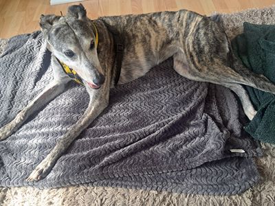 Yara, a 11 years old female Lurcher available for adoption from Dogs Trust in Merseyside