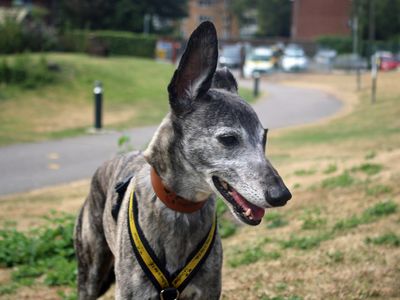 Yoshi, a 10 years old male Whippet available for adoption from Dogs Trust in Merseyside