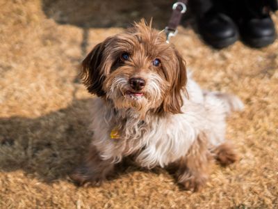 Freya, a 12 years old female Cocker Spaniel available for adoption from Dogs Trust in Berkshire