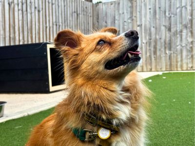 Ghost, a 4 years old male Pomeranian X Siberian Husky available for adoption from Dogs Trust in Wiltshire