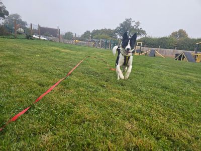 Otis, a 3 years old male Border Collie available for adoption from Dogs Trust in Berkshire