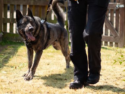 Dublin, a 3 years old male Dutch Shepherd available for adoption from Dogs Trust in Berkshire