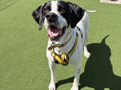 Dorothy, a 5 years old female Pointer available for adoption from Dogs Trust in Northern Ireland