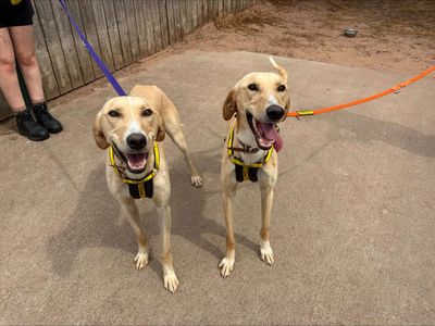Gomez, a 4 years old male Lurcher available for adoption from Dogs Trust in Leicestershire