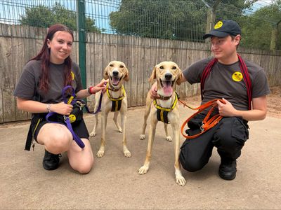 Fester, a 4 years old male Lurcher available for adoption from Dogs Trust in Leicestershire
