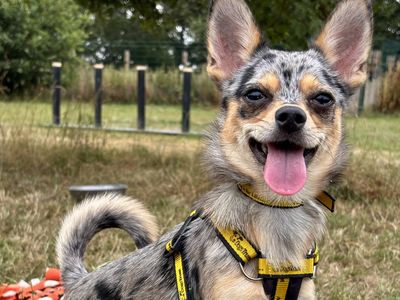 Fawn, a 1 year old female Chihuahua X available for adoption from Dogs Trust in Shropshire