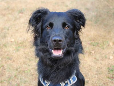 Benji, a 1 year old male German Shepherd X Spaniel available for adoption from Dogs Trust in Merseyside