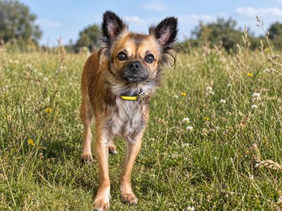 Castle, a 2 years old female Chihuahua available for adoption from Dogs Trust in Essex