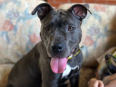 Bailey, a 1 year old female Staffordshire Bull Terrier available for adoption from Dogs Trust in Norfolk