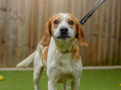 Abbot, a 5 years old male Foxhound available for adoption from Dogs Trust in Warwickshire