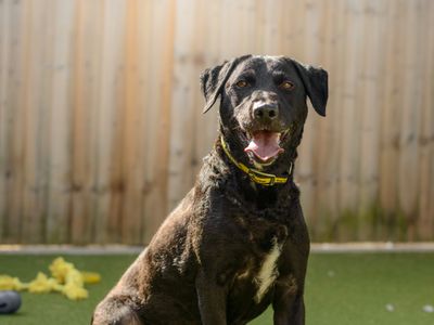 Holly, a 6 years old female Labrador X available for adoption from Dogs Trust in Warwickshire