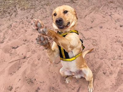 George, a 3 years old male Labrador available for adoption from Dogs Trust in Shropshire