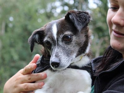 Bell, a 7 years old female Jack Russell Terrier available for adoption from Dogs Trust in Merseyside