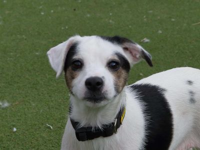 Tulip, a 3 years old female Jack Russell Terrier X available for adoption from Dogs Trust in Leicestershire