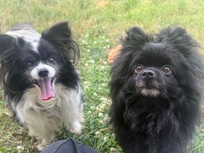 Bear & Morgan, a 3 years old male Papillon available for adoption from Dogs Trust in Shropshire