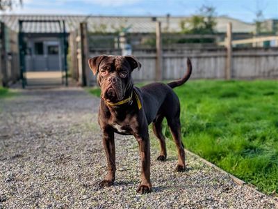 Uno, a 1 year old male Cocker Spaniel X Boxer available for adoption from Dogs Trust in Wales