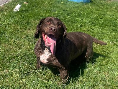 Alfie, a 5 years old male Cocker Spaniel available for adoption from Dogs Trust in Wales