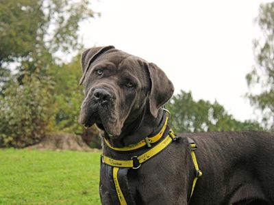 Lenny, a 1 year old male Cane Corso available for adoption from Dogs Trust in Merseyside