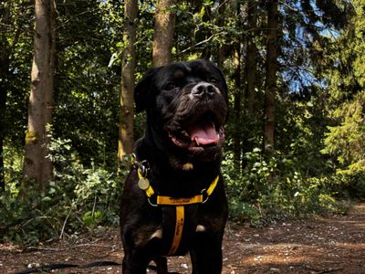 Delores, a 1 year old female Rottweiler available for adoption from Dogs Trust in Berkshire