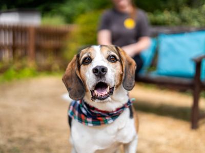 Alphie, a 7 years old male Beagle available for adoption from Dogs Trust in Berkshire
