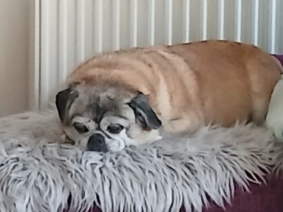 Poppy, a 14 years old female Chihuahua X Pug available for adoption from Dogs Trust in West Sussex