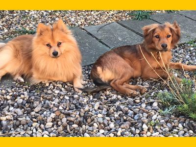 Foxy, a 3 years old male Pomeranian available for adoption from Dogs Trust in Norfolk