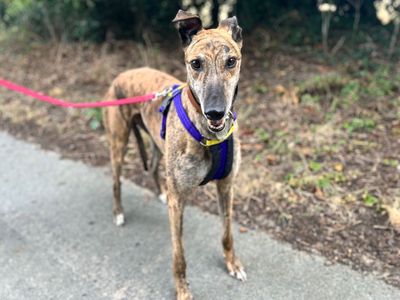 Paddy Longlegs, a 3 years old male Greyhound available for adoption from Dogs Trust in Norfolk
