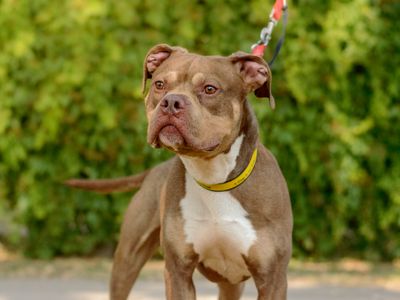 Benny, a 2 years old male Crossbreed available for adoption from Dogs Trust in Warwickshire