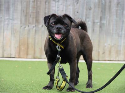 Bosley, a 3 years old male Pug available for adoption from Dogs Trust in County Durham