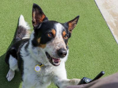 Harry, a 5 years old male Border Collie available for adoption from Dogs Trust in West Midlands