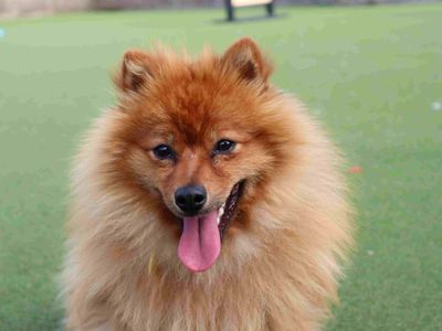 Finn, a 2 years old male Pomeranian available for adoption from Dogs Trust in Scotland