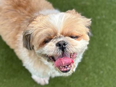 Biscuit, a 12 years old female Shih Tzu available for adoption from Dogs Trust in Essex