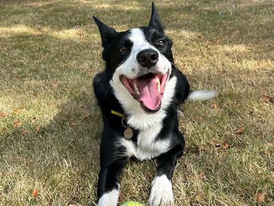 Tanner, a 1 year old male Border Collie available for adoption from Dogs Trust in Shropshire
