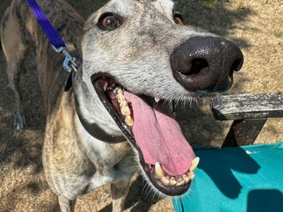 Mario, a 5 years old male Greyhound available for adoption from Dogs Trust in Berkshire