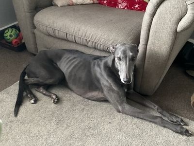 Magnus, a 10 years old male Lurcher available for adoption from Dogs Trust in Shropshire