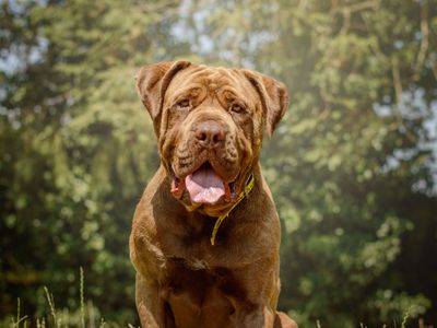 Bug, a 5 years old male Mastiff available for adoption from Dogs Trust in Warwickshire
