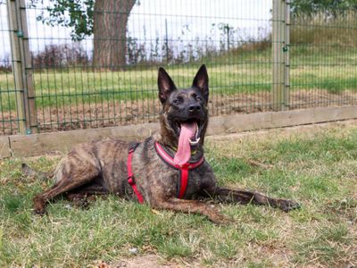 Lilo, a 4 years old female Dutch Shepherd available for adoption from Dogs Trust in County Durham